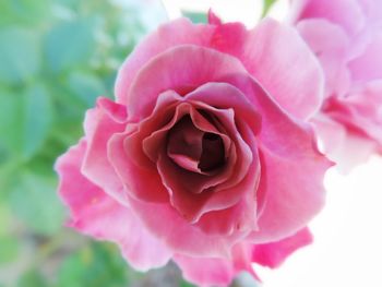 Close-up of pink rose