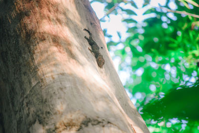 Low angle view of tree trunk