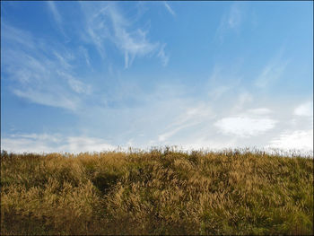 Scenic view of grassy field against sky