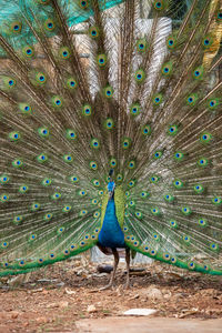 Peacock feathers against blue sky