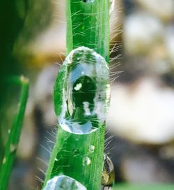 Close-up of water drops on spider web