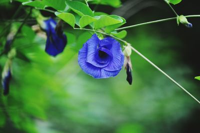 Close-up of purple flower