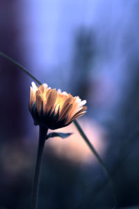 Close-up of flower against blurred background