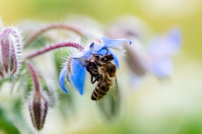 Close-up of bee pollinating on blue flower