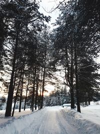 Snow covered road amidst trees against sky
