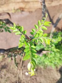 Close-up of fresh green leaves