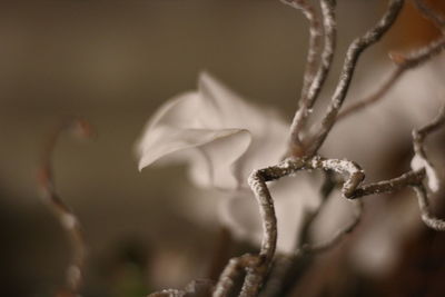 Close-up of flower against blurred background
