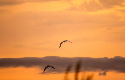 Silhouette bird flying against sky during sunset