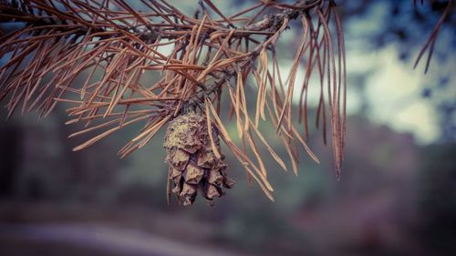 Close-up of dried plant