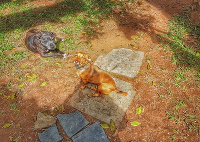 High angle view of dog