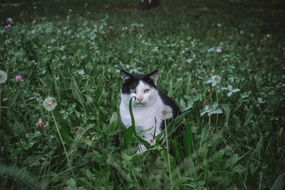 Portrait of cat amidst plants on field