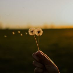 Close-up of hand holding dandelion flower