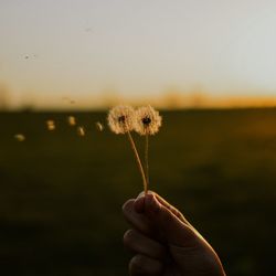Close-up of hand holding dandelion against sky during sunset