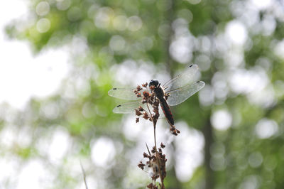 Close-up of insect on flower