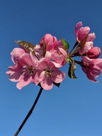 Low angle view of pink cherry blossoms against clear sky