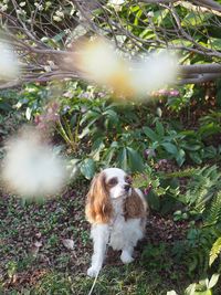 Small dog in sunlight