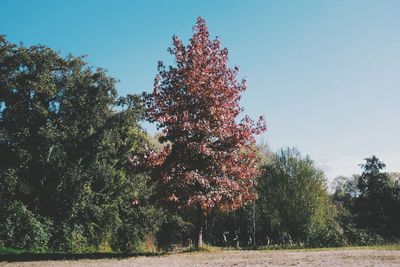 Trees on field against sky during autumn