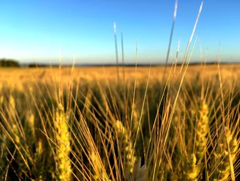 Close-up of wheat crops on field against blue sky