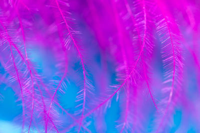 Full frame shot of purple plant