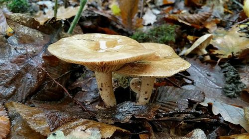 Close-up of mushroom growing in forest