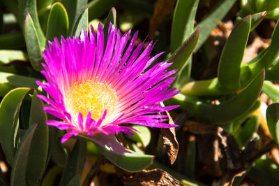 Close-up of passion flower blooming outdoors