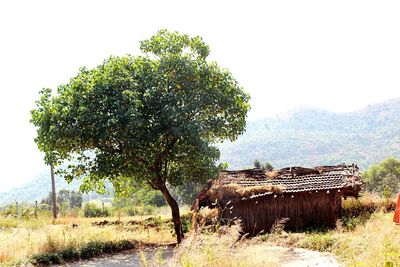 Trees on field against clear sky