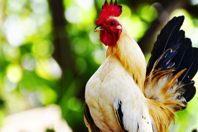 Close-up of rooster