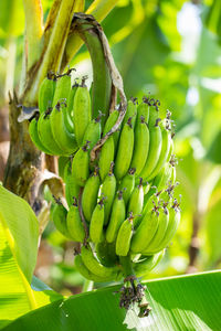 Close-up of banana tree