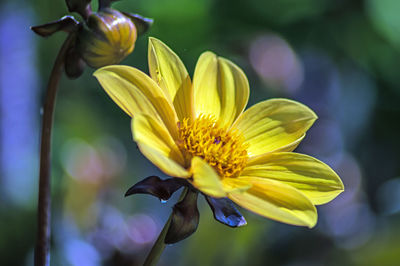 Close-up of yellow flower blooming outdoors