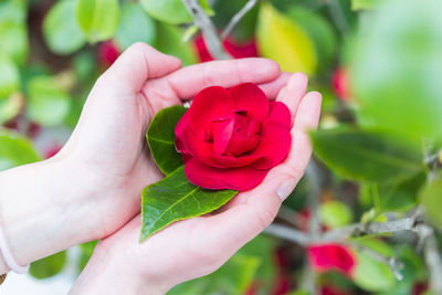 Close-up of hand holding red rose