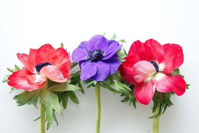 Close-up of pink flowers against white background