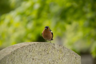 Close-up of bird perching