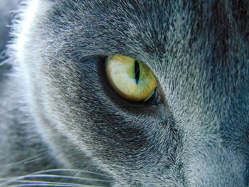 Close-up of cat