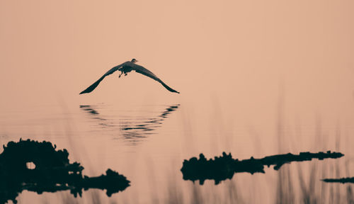 Silhouette birds flying over lake against sky during sunset