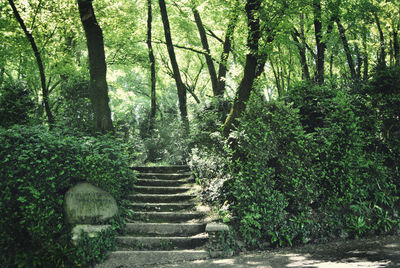 Footpath amidst trees in forest