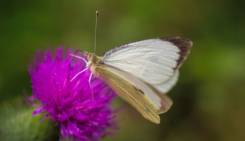 Close-up of butterfly pollinating on purple flower