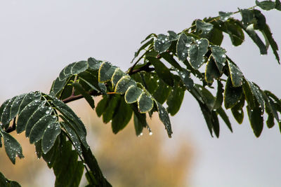 Close-up of wet plant against sky