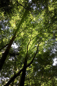 Low angle view of trees in forest