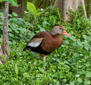 Close-up of duck