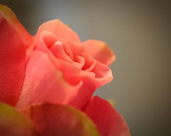 Close-up of red rose