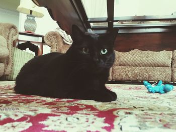 Cat resting on floor