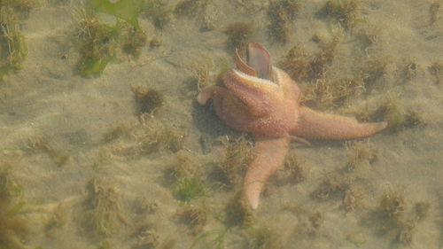 Duck swimming in sea