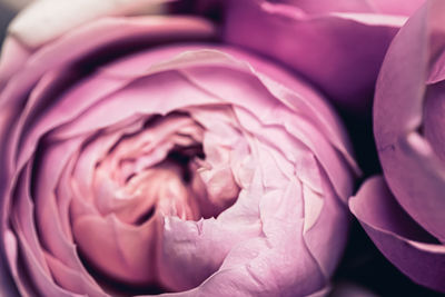 Close-up of pink rose