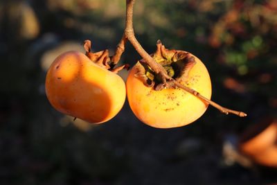 Close-up of orange fruits hanging on tree