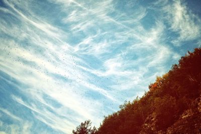 Low angle view of trees against sky