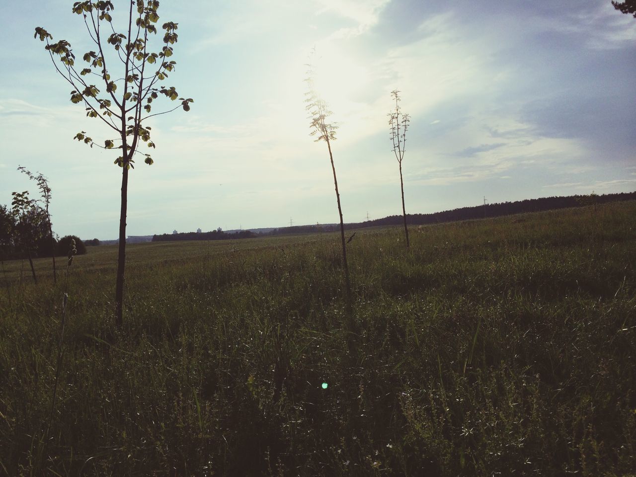 field, sky, landscape, tranquility, tranquil scene, grass, scenics, nature, growth, rural scene, beauty in nature, cloud - sky, tree, cloud, agriculture, grassy, plant, non-urban scene, outdoors, horizon over land