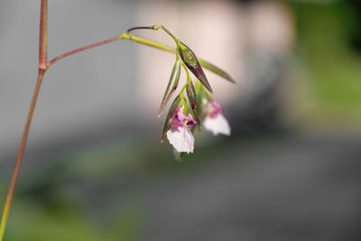 Close-up of insect on flower