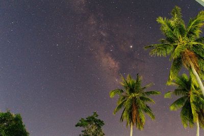 Low angle view of coconut palm tree against sky at night