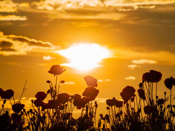 Plants growing on field against sky during sunset