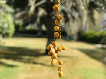 Close-up of berries growing on tree